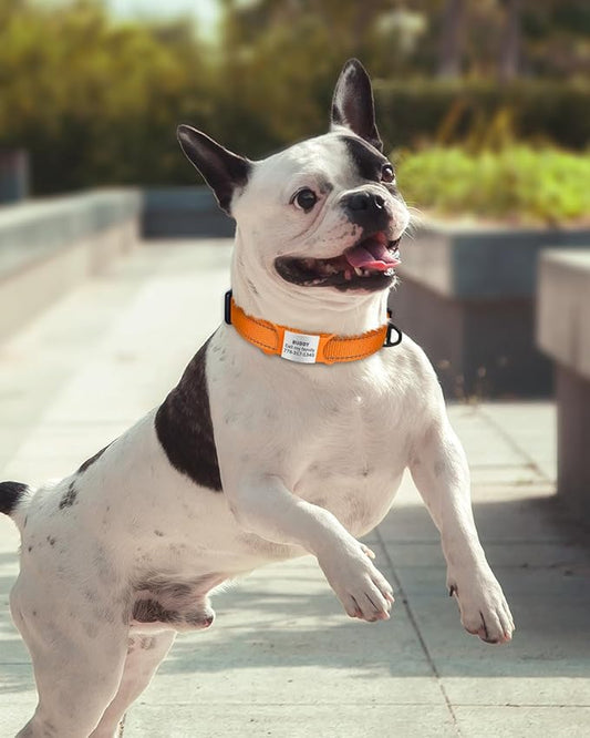 TagME Reflective Nylon Dog Collars, Adjustable Classic Pet Collar with Quick Release Buckle for Small Dogs, Orange, 3/4" Width