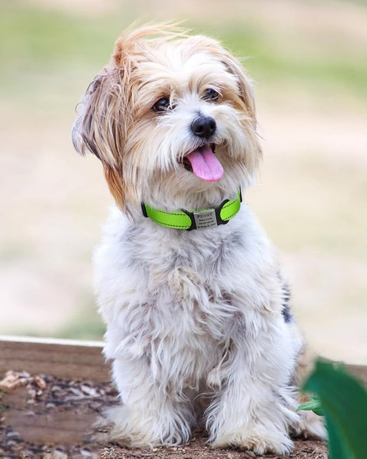 TagME Reflective Nylon Dog Collars, Adjustable Classic Pet Collar with Quick Release Buckle for Small Dogs, Green, 3/4" Width