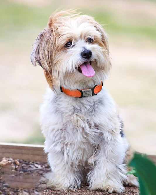 TagME Reflective Nylon Dog Collars, Adjustable Classic Pet Collar with Quick Release Buckle for Small Dogs, Orange, 5/8" Width