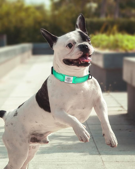 TagME Reflective Nylon Dog Collars, Adjustable Classic Pet Collar with Quick Release Buckle for Small Dogs, Turquoise, 3/4" Width