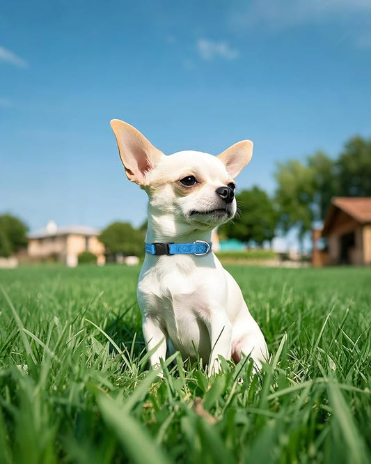 Joytale Small Dog Collar, Reflective and Adjustable Nylon Collar with Quick-Release Buckle, Lightweight No-Choke Design for Puppy and Extra Small Dogs, Sky Blue, XS