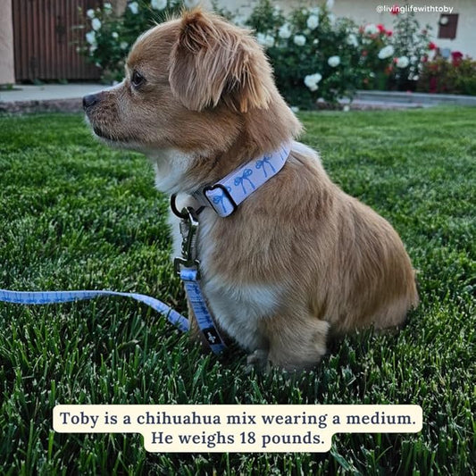 Lucy & Co. Dog Collar - Durable Lightweight Designer Collar for Pets - Adjustable Metal Safety Buckel - Small - White with Blue Bows
