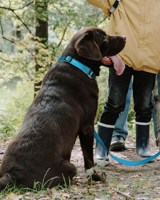 TagME Reflective Nylon Dog Collars, Adjustable Classic Pet Collar with Quick Release Buckle for Large Dogs, Sky Blue, 1.0" Width