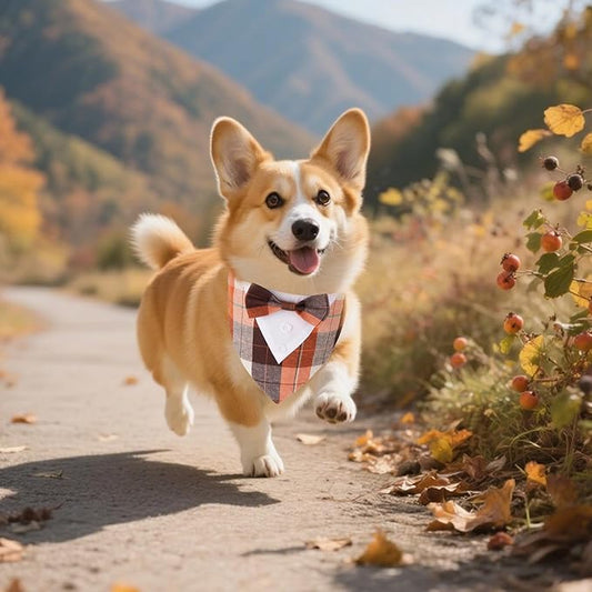 ADOGGYGO Fall Dog Tuxedo Bandana, Orange Plaid Pet Fall Collar with Bowtie, Adjustable Halloween Thanksgiving Costume for Medium Dogs (M)