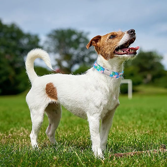 Unique Style Paws Metal Buckle Painting Banana Leaves Collar Gift - Durable & Cute for Small, Medium & Large Dogs