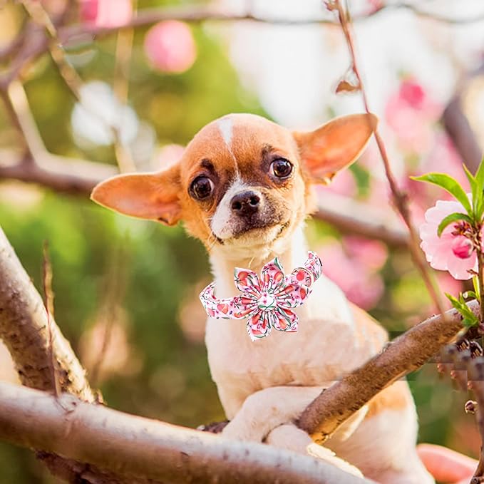 Lionheart Glory Pink Peach Dog Collar with Soft Durable Adjustable Bows