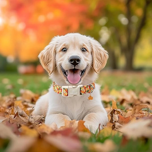 Fall Dog Collar Cute Autumn Leaves Puppy Collar - Light Comfortable Adjustable Pet Collars for Small Medium Large Girl Boy Dogs XL