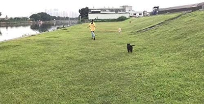 AMAGOOD Dog/Puppy Obedience Recall Training Agility Lead-15 ft 20 ft 30 ft 50 ft Long Leash-for Dog Training,Tie Out,Play,Safety,Camping (30Feet x 1Inch,Orange)