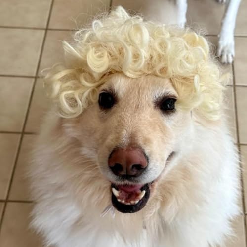 Funny Pet Wig – DIY Haircut & Adjustable Fit – Cat & Dog Costume for Halloween, Party, Photo Shoots – 3D Natural Look – Fits 5kg-50kg Pets - Image 2