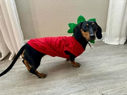 Midlee Strawberry Dog Halloween Costume (XXX-Large) - Image 6