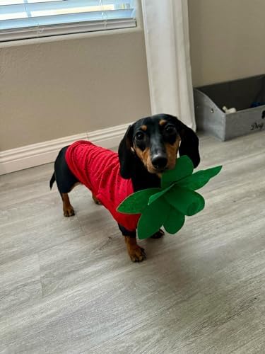 Midlee Strawberry Dog Halloween Costume (Small) - Image 6