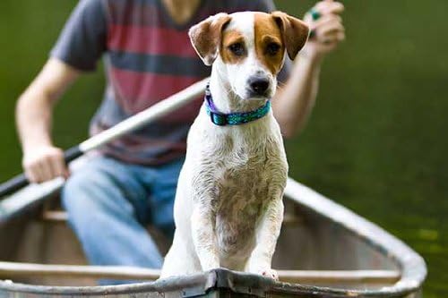 Lupine Small Dog Collar 3/4" Wide Rain Song Adjusts from 9" to 14"