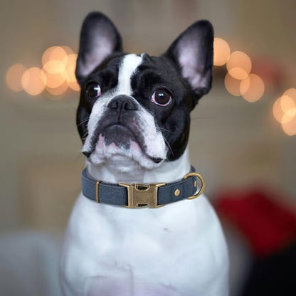 PET ARTIST Dog Collars for Small Dogs, Soft Padded Premium Nylon Dog Collar with Quick Release Metal Buckle, Durable & Adjustable Pet Collars for Boy Gifts, Blue, S (Fit 10-16")