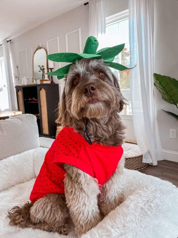 Midlee Strawberry Dog Halloween Costume (XXX-Large) - Image 5