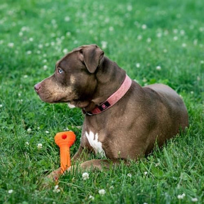 Jersey Dog Co Chompi Dog Bone, Rubber-Free Fillable Dog Bone Treat Holder, Safe Puppy Chew Toys, Made in USA Dog Toy 7" Long