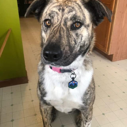 Silent Dog Tag Personalized with 5 Lines of Custom Deep Engraved Durable Soundless Silicone Pet ID Name Tag Hexagon Mountain Orange
