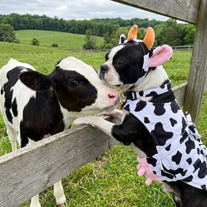 Twistover 3 Pcs Cow Dog Costume Halloween Large Dog Costume Accessories Set - Image 2