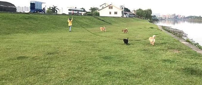 AMAGOOD Long Dog Leash for Training 15FT 20FT 30FT 50FT 100FT Long Dog Lead for Medium and Small Dogs Training,Tie Out,Play,Camping(15feet, Blue)