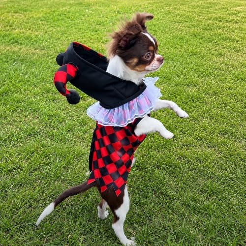 Court Jester Pet Halloween Costume with Hood - Small to Medium-Large Breed Funny Clothes Outfit Apparel (Large) - Image 4