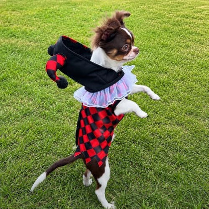 Court Jester Pet Halloween Costume with Hood - Small to Medium-Large Breed Funny Clothes Outfit Apparel (Large) - Image 4