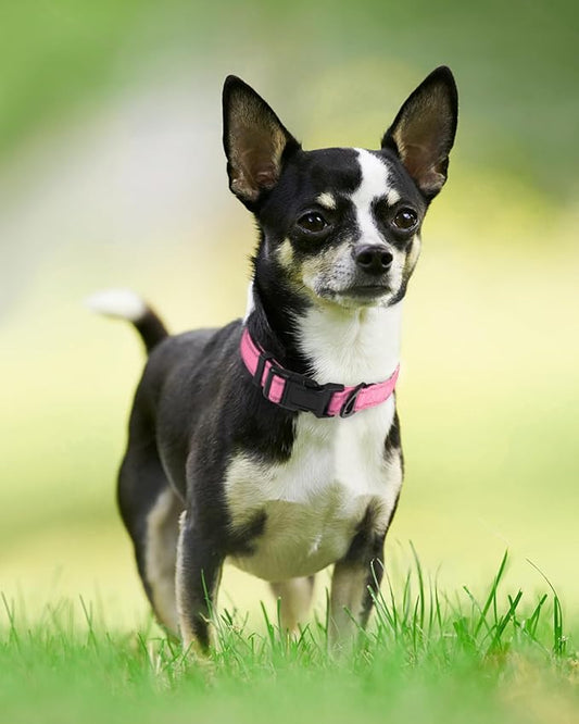 Joytale Reflective Dog Collar, Soft Neoprene Padded, Metal D-Ring, Nylon Pet Collar Adjustable for Small Dogs, Pink, S