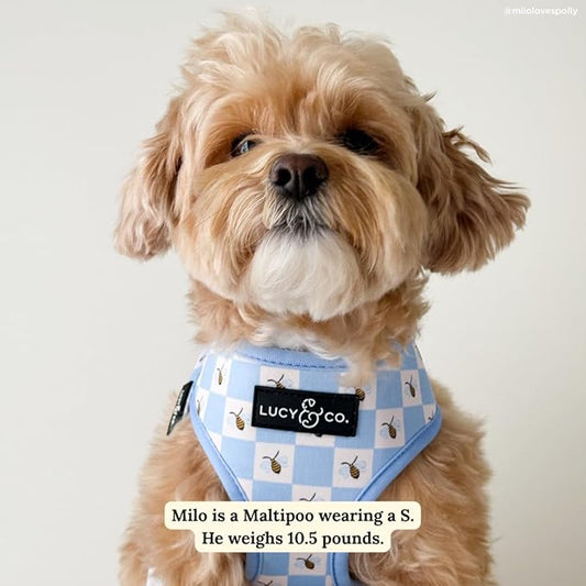 Lucy & Co. Bumbling Around Reversible Dog Harness, Adjustable Comfort Fit with Dual Leash Attachments, X-Small