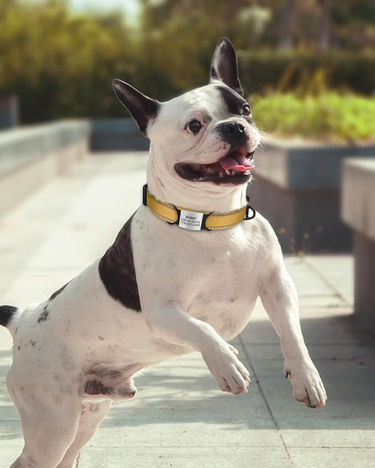 TagME Reflective Nylon Dog Collars, Adjustable Classic Collar with Quick Release Buckle for Small Dogs, Khaki, 3/4" Width