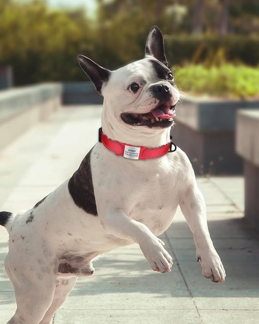 TagME Reflective Nylon Dog Collars, Adjustable Classic Pet Collar with Quick Release Buckle for Small Dogs, Red, 3/4" Width