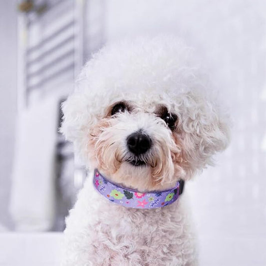 QQPETS Adjustable Soft Dog Collar: Print Flower Pink Multicolor Cute Patterns for XS Small Medium Large Pet Girl Boy Puppy Walking Running Training