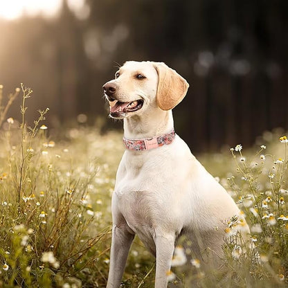 Unique style paws Dog Collar Metal Buckle Pink Rose Puppy Collar Flower Gift Durable Cute for Small Medium Large Boys Girls Dogs