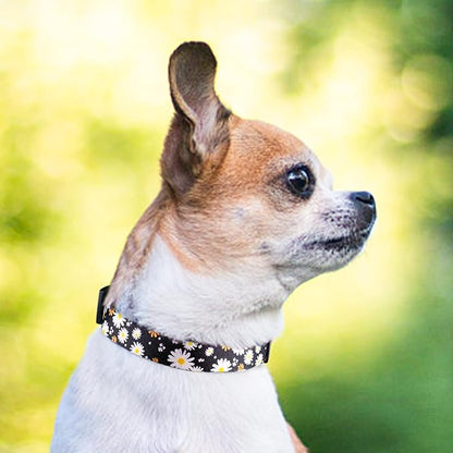 QQPETS Adjustable Soft Dog Collar: Print Flower Pink Multicolor Cute Patterns for XS Small Medium Large Pet Girl Boy Puppy Walking Running Training (XS, White Daisy)