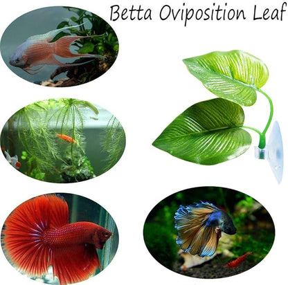 CousDUoBe 3 Pack Betta Fish Leaf Pad Improves Betta's Health by Simulating The Natural Habitat - Natural, Organic, Comfortable Rest Area for Fish Aquarium Ornaments