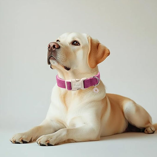 Cute Corduroy Dog Collar - Fuchsia Adjustable Dog Collars for X-Large Dogs 80+lbs, Fade-Proof with Secure Snap & Little Charm, Christmas Birthday Gift, XL