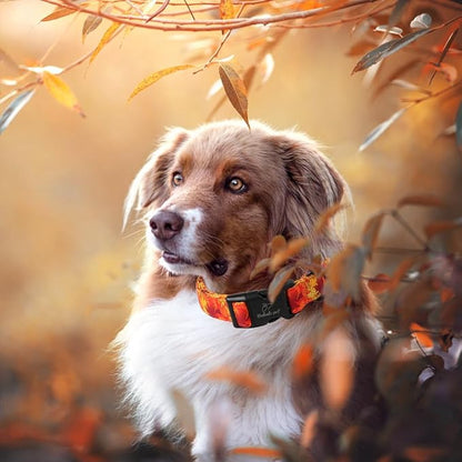 Fall Dog Collar, Gold Maple Leaves Pattern Fall Thansgiving Puppy Collar, Soft Adjustable Cotton Holiday Dog Collars for Small Medium Large Boy&Girl Dogs M
