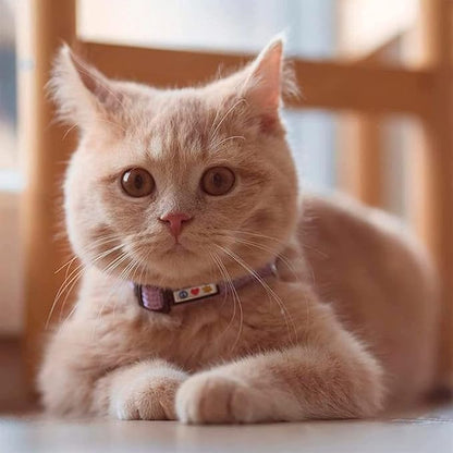 Pawtitas Reflective Orange Cat Collar with Safety Buckle and Removable Bell for Kitten and Cats