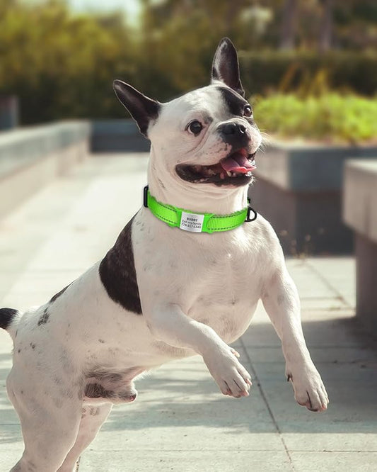 TagME Small Dog Collars, Adjustable Reflective Nylon Pet Collar with Quick Release Buckle for Small Dogs, Green, 5/8" Width