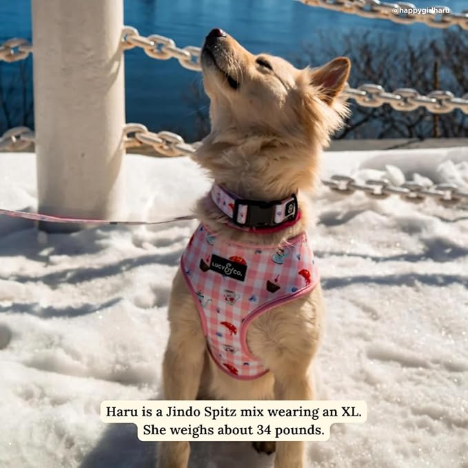 Lucy & Co. Sipping Slowly Reversible Dog Harness, Adjustable Comfort Fit with Dual Leash Attachments, Medium