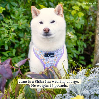 Lucy & Co. Cute Reversible Dog Harness Walking Halter - Best Designer Pet Harnesses for XS - XL Dogs - Padded Adjustable Vest for Easy Walking (Medium, Among The Wildflowers - Purple Floral)