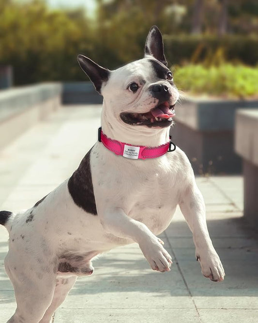 TagME Reflective Nylon Dog Collars, Adjustable Classic Pet Collar with Quick Release Buckle for Small Dogs, Hot Pink, 3/4" Width
