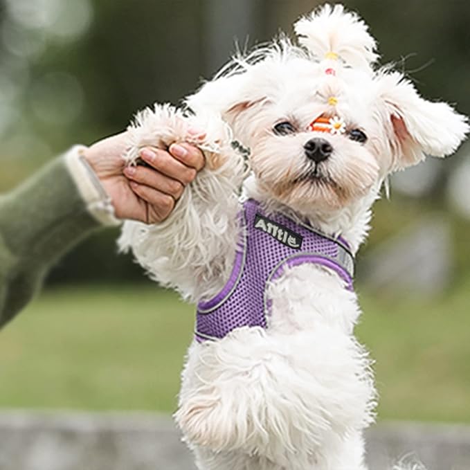 AIITLE No Pull Dog Harness and Leash Set, Step in Adjustable Dog Harness with Padded Vest for All Weather, Dog Leash with Soft Padded Handle, Easy to Put on Small and Medium Dogs Purple S