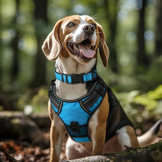 Joytale Reflective Dog Collar, Soft Neoprene Padded, Metal D-Ring, Nylon Pet Collar Adjustable for Large Dogs, Sky Blue, L