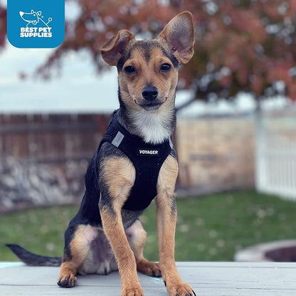 Best Pet Supplies Voyager Step-in Air Harness - All Weather Mesh, Reflective, No Pull Harness for Dogs, Cats - Secure with Hook & Loop Fastener, Buckle, Double D-Rings - Black, XXS