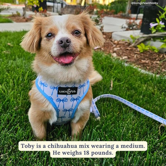 Lucy & Co. Cute Reversible Dog Harness Walking Halter - Best Designer Pet Harnesses for XS - XL Dogs - Padded Adjustable Vest for Easy Walking - X Large - White with Blue Bows