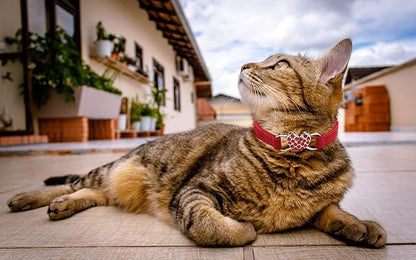 Heart Bling Cat Collar with Safety Belt and Bell Adjustable 8-10 inches for Kitten Cats (Red)