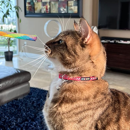 Pawtitas Personalized Orange Reflective Cat Collar – Adjustable Custom Collar with Safety Buckle, Removable Bell, and Engraved Name & Phone Number for Kittens and Adult Cats