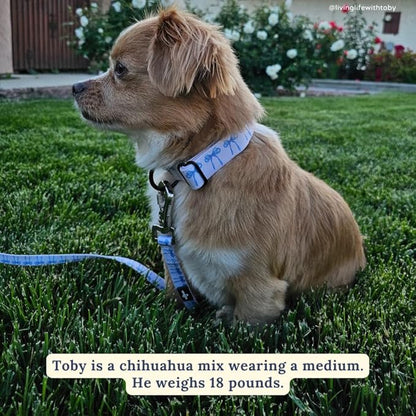 Lucy & Co. Dog Collar - Durable Lightweight Designer Collar for Pets - Adjustable Metal Safety Buckel - Medium - White with Blue Bows