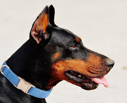 Soft Cotton Dog Collar with Metal Buckle Adjustable Heavy Duty Comfy Corduroy Collars for Small Medium Large Dogs,Blue,Large