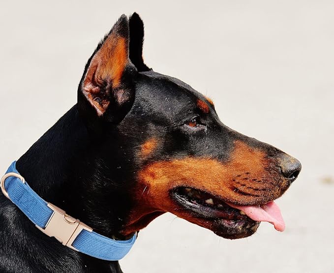 Soft Cotton Dog Collar with Metal Buckle Adjustable Heavy Duty Comfy Corduroy Collars for Small Medium Large Dogs,Blue,Small