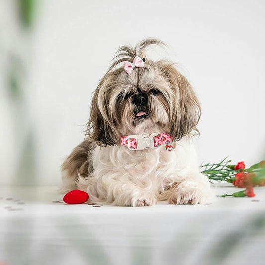 Valentines Dog Collar for Small Dogs - Design Cute Rose Red Valentine Dog Collars Boy Girl Puppy Adjustable Quick Release Buckle Collar with Little Heart Charm XS