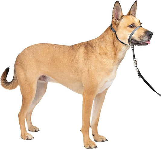 PetSafe Gentle Leader Headcollar No-Pull Dog Collar - Helps Improve Walks - Durable Nylon Construction - Padded Nose Loop - Adjustable Fit - Comfort Walking Halter - Medium,Charcoal,(Pack of 6)